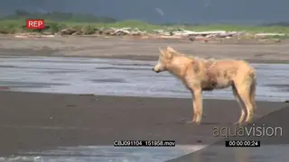 Wolf standing, walking, looking around and hunting salmon.