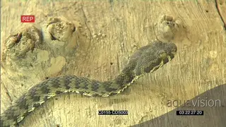 Tiger pitviper hunting, CU of face