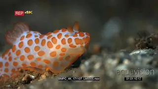 Close up of a cute white nudibranch with orange dots.