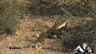 Honey badger walking around sniffing SCENIC PAN