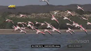 A flock of lesser flamingos flying around and landing in a river GOOD LIGHT