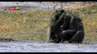Baboons grooming while baboon mother carrying twin infants