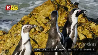 Three African Penguins shaking, looking around and flapping their flippers.