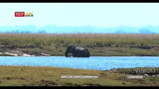 Elephant walking past crocodile while crossing chobe river