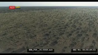Aerial Drone Bushveld lone Wildebeest running out of frame in the distant