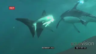 A pair of Great white sharks gently swimming underwater in ocean having a social.