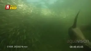 Three Cape Fur Seal swimming through a Sardine run, protective and ditching them