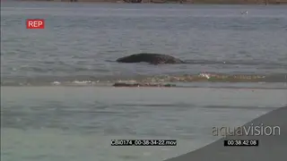 Sea Otter foraging and feeding in water MWS PAN