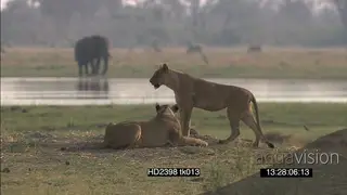 African lion pride resting scouting around hunting from other side of river as African.