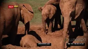 African Elephant Herd mud Bathing MS