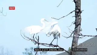 Great Egret landing on tree next to another one standing then flying away MWS