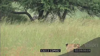 Lioness hunting stalking herd of Zebra MS FAILS