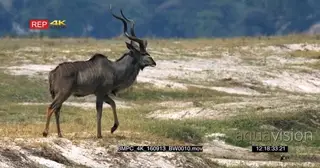 A male greater kudu with their majestic horns Standing Alert Looking around and walks on.