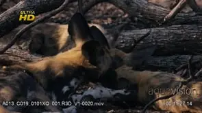 Three young African Wild Dog pubs laying down, grooming and looking around