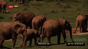African Elephant Herd Grazing and Drinking Water from the Water Hole GOOD LIGHT