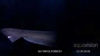 Seven gill shark UW, swimming, hunting and its caudal fin helping to push forward.