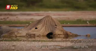 African Elephant carcass remains.