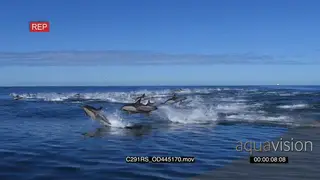 A school of common dolphins porpoising and swimming TOPSIDE LWS PROFILE GOOD LIGHT