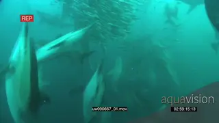 Dusky Sharks and Common Dolphins swimming underwater in ocean with Sardines and Cape…