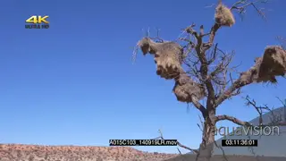 Scenic tilt Sociable Weaver nest birds flying in out