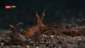 Close up shot of a Wonderspus octopus Wonderpus photogenicus and its large tentacles.
