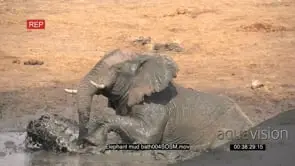 African Elephant Cub kicking mud and splashing it over himself GENERAL BEHAVIOUR