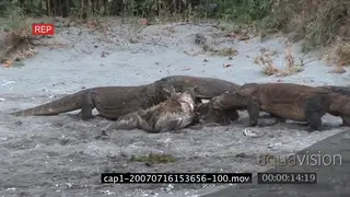 Tourists standing in river taking pictures looking at Komodo Dragons feeding on a kill on.