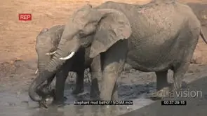 African Elephant family mud bathing SLOW MO
