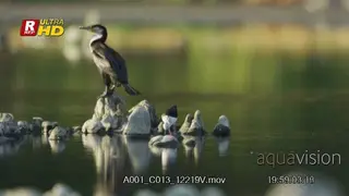 Blackwinged Stilt and whitebacked vulture standing,looking around, walking searching…