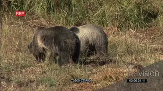 A group of Grizzly bears standing and eating WS