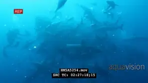 Cape Gannets and Blacktip Sharks attacking Sardines swimming in a ball underwater in.