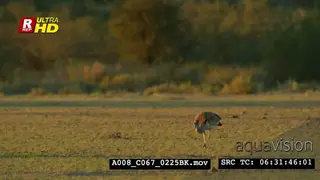 Kori bustard walking, searching for food, feeding on insects and looking around.