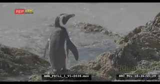 African Penguin diving in the water, swimming, walking, sea, waves, tag, coast.