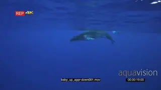 Baby Humpback whale calf surface and dive down into deep UW WS