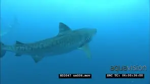 Tiger Shark passing close to camera UW MCU