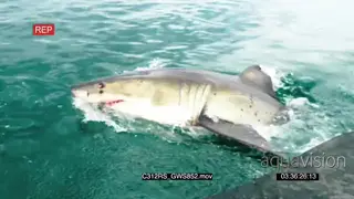 Great white shark half breach TOPSIDE GOOD LIGHT