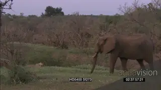 African lioness stalking hunting African elephant grazing aggressively chasing mock.
