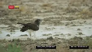 African hawk eagle standing in a paddle