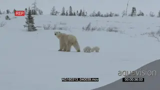 Polar bear mother with cubs patrolling scouting around investigating area