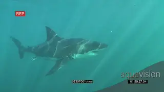 Great white shark gently swimming underwater in ocean passing by camera UW HAND