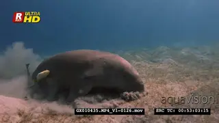 Close up front view shot of a dugong eating