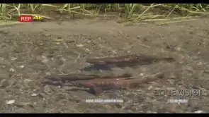 A school of Cutthroat trouts swimming around GENERAL BEHAVIOUR