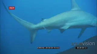 Shiver of Scalloped Hammerhead sharks over reef and hunting.