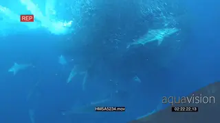 School of Blacktip Sharks with Cape Gannets feeding on Sardine bait ball hunting and.