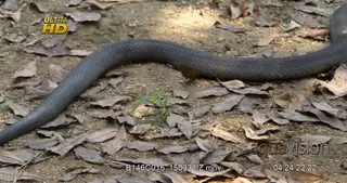Rinkhals snake tail slithering off frame, Close Up.