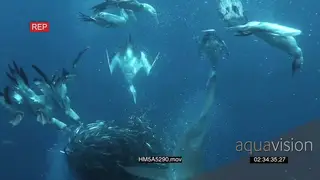 Blacktip Sharks and Cape Gannets attacking and feeding on Sardine bait ball UW MWS HAND