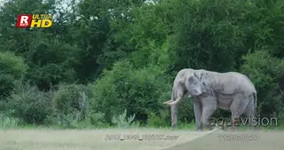 Male young African Elephant standing, looking around and walking out of frame.