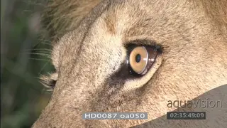 Injured African lion hip pan from hip across body to face at night