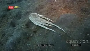 Tracking shot of a white net-Octopus, octopus sp2 swimming over the sea sand.