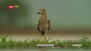 Water thick-knee drinking